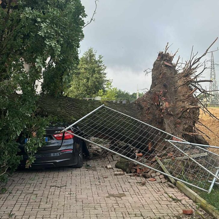 Tromba d’aria abbatte una pianta secolare in zona Osterietta ad Alessandria: danneggiate una casa e l’auto