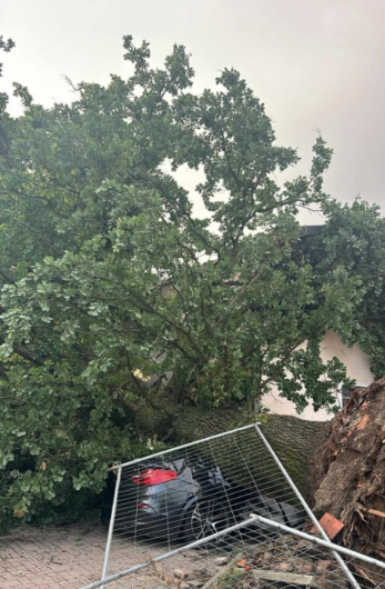 Tromba d’aria abbatte una pianta secolare in zona Osterietta ad Alessandria: danneggiate una casa e l’auto