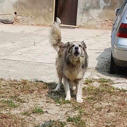 A Giarole cane abbandonato in una casa disabitata: multa alla proprietaria