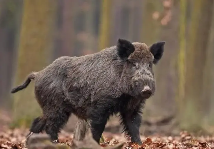 Stop caccia al cinghiale in alcune zone. Cia: “Fermarsi ora vanifica i progressi fatti”