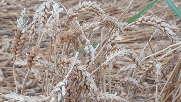 Le conseguenze della grandine in provincia, Coldiretti: “Grano impossibile da trebbiare, clima impazzito”