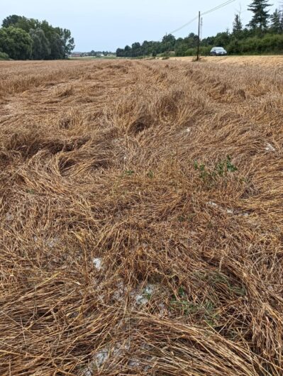 Le conseguenze della grandine in provincia, Coldiretti: “Grano impossibile da trebbiare, clima impazzito”