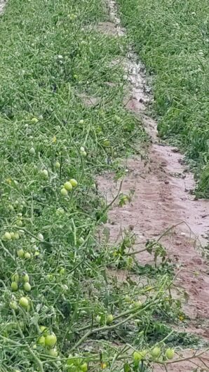 Le conseguenze della grandine in provincia, Coldiretti: “Grano impossibile da trebbiare, clima impazzito”