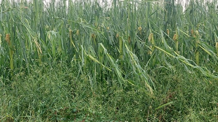 Le conseguenze della grandine in provincia, Coldiretti: “Grano impossibile da trebbiare, clima impazzito”