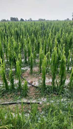 Le conseguenze della grandine in provincia, Coldiretti: “Grano impossibile da trebbiare, clima impazzito”