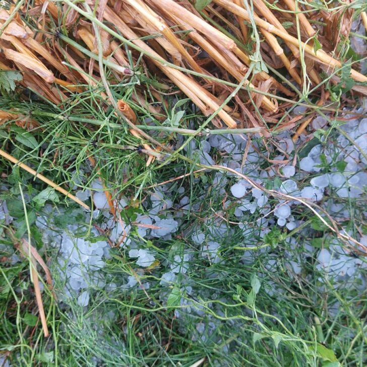 Le conseguenze della grandine in provincia, Coldiretti: “Grano impossibile da trebbiare, clima impazzito”