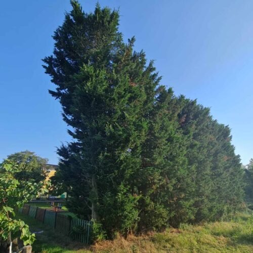 “Grossi pini troppo vicini al parco giochi e alle case”: il Comitato Casalbagliano sollecita un intervento