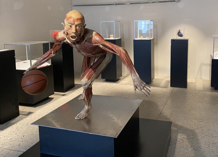 Al Castello di Casale arriva “Real Bodies”, la mostra di anatomia con veri corpi umani