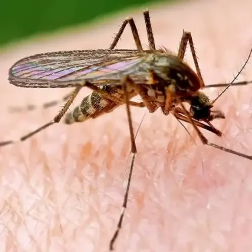 Lotta alle zanzare: cosa fa il Comune Tortona e cosa possono fare i cittadini