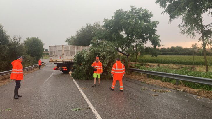 Vento spezza pianta in Strada San Giovannino a Casale. In corso le operazioni per liberare la strada