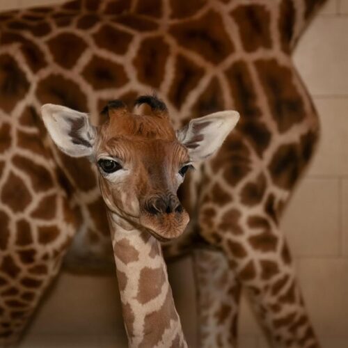 Cucciolo di giraffa nato al Safari Park di Pombia: gli auguri anche da Cirio