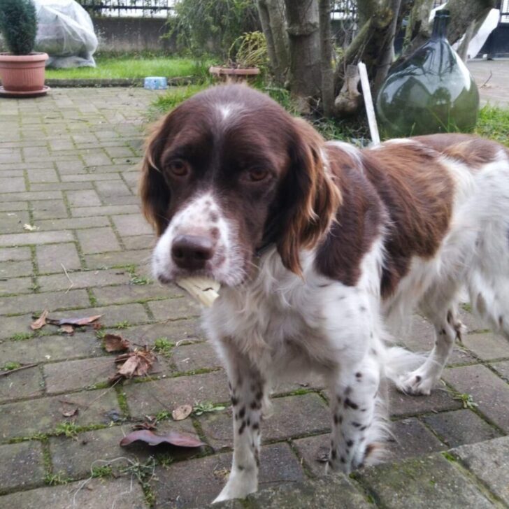 L’appello per ritrovare la cagnolina Chicca