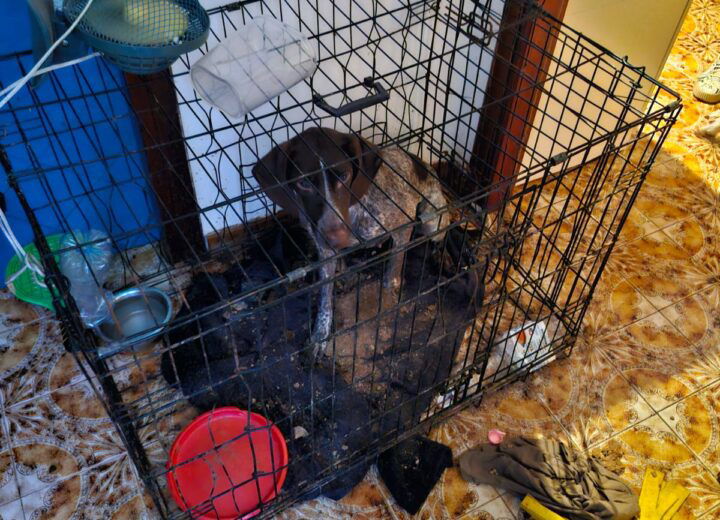 Chiusi in box e gabbie e costretti a vivere nel degrado. Oipa sequestra 5 pitbull e un breton