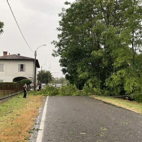 Maltempo: albero abbattuto blocca Via Fermi a Mezzana Corti