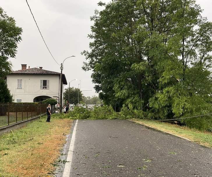 Maltempo: albero abbattuto blocca Via Fermi a Mezzana Corti