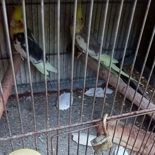 Guardie zoofile: uccelli in gabbie anguste e senza acqua, scatta il sequestro