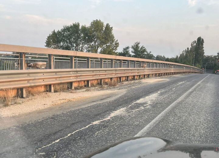 Torna l’invasione di efemerotteri sul Forlanini: prestate attenzione di sera