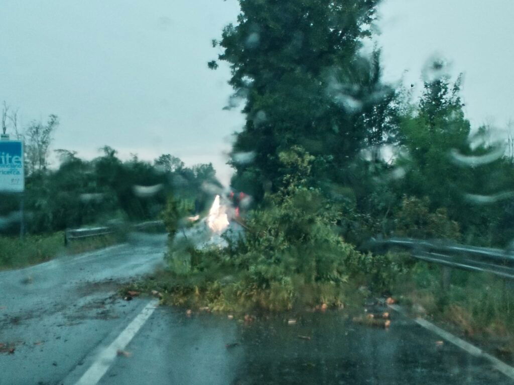 Albero caduto Felizzano 