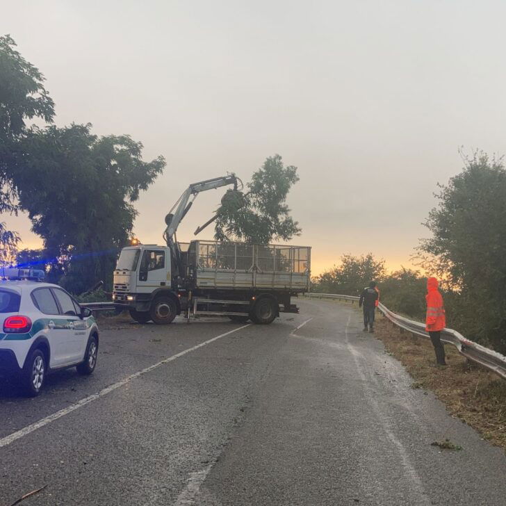 Vento spezza pianta in Strada San Giovannino a Casale. In corso le operazioni per liberare la strada