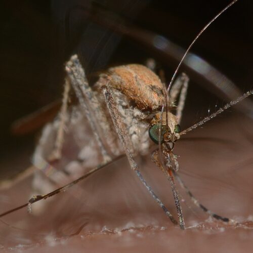 West Nile virus: possibili positività in provincia di Alessandria