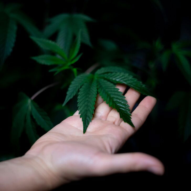 Blocco cannabis light, Cia Agricoltori: “Grave sconfitta per la libera impresa”