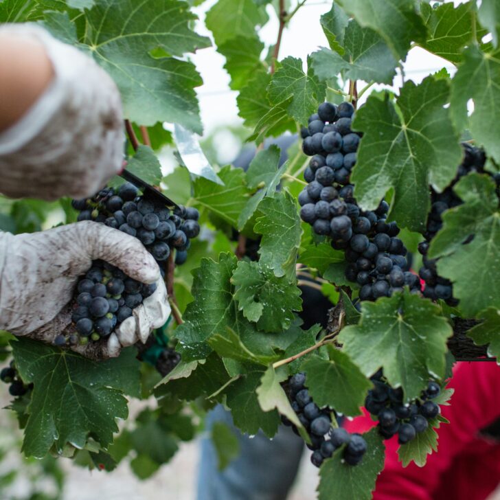 Vendemmia 2024: sarà un’ottima annata