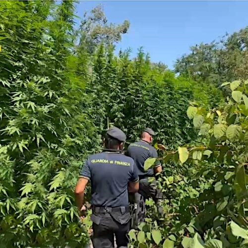 Guardia di Finanza scopre piantagione di cannabis nel Parco del Ticino