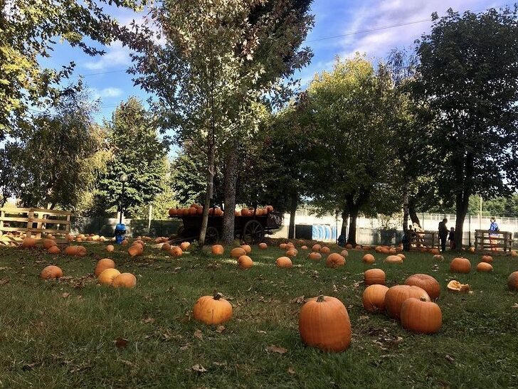 Il Villaggio delle Zucche debutta con la Pigiatura dell’uva