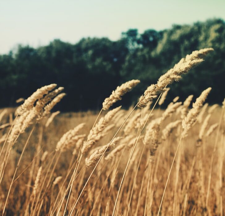 In dieci anni raddoppiate le imprese agricole biologiche in Lombardia