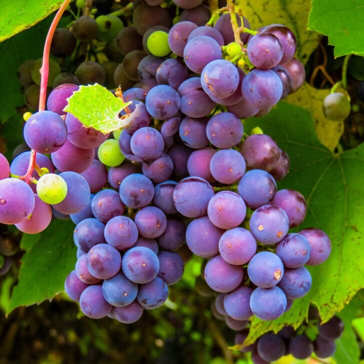 Vendemmia, Coldiretti Alessandria: “Buona qualità e produzione soddisfacente, siamo ottimisti”