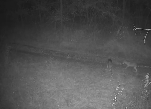 Lupi nel Parco del Ticino: cucciolata storica documentata dalle fototrappole