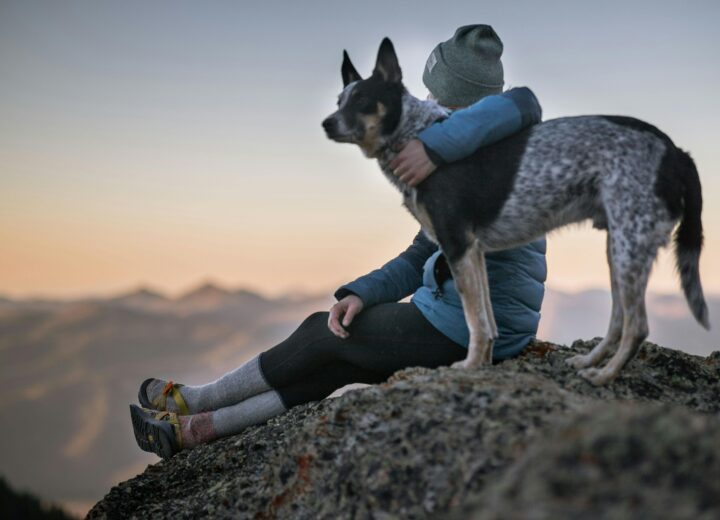 I 15 cani più famosi del cinema: gli eroi a quattro zampe che hanno conquistato il grande schermo