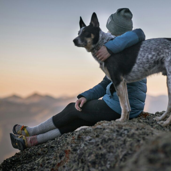 I 15 cani più famosi del cinema: gli eroi a quattro zampe che hanno conquistato il grande schermo