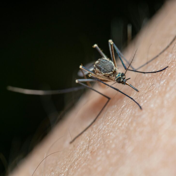 Febbre del Nilo nel pavese: primi casi di zanzare infette, scatta l’allerta