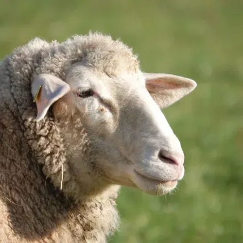 Virus Lingua Blu. Cia Lombardia: “I prodotti agricoli sono sani, gli acquisti non si fermino”