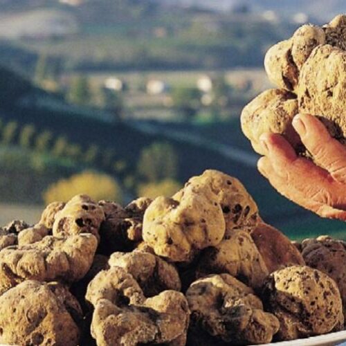 Al via dal 1° ottobre la “cerca” del tartufo in Piemonte