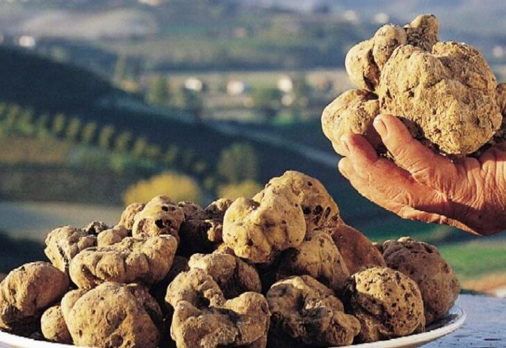 Al via dal 1° ottobre la “cerca” del tartufo in Piemonte