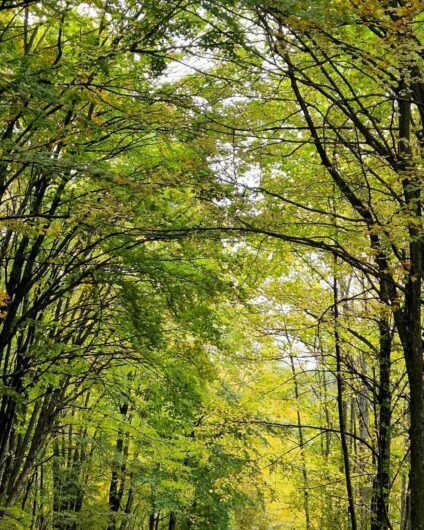 Nelle fotografie lo spettacolo del foliàge in Oltrepò Pavese