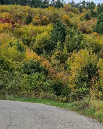 Nelle fotografie lo spettacolo del foliàge in Oltrepò Pavese