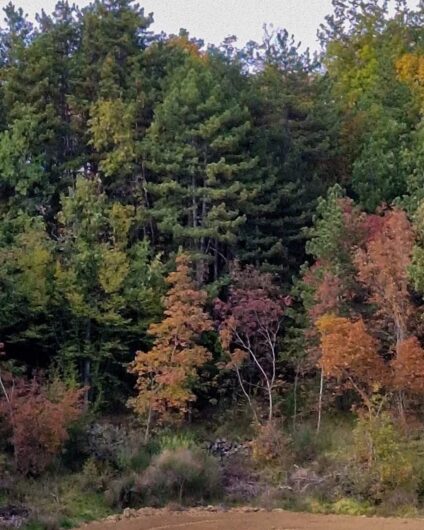 Nelle fotografie lo spettacolo del foliàge in Oltrepò Pavese