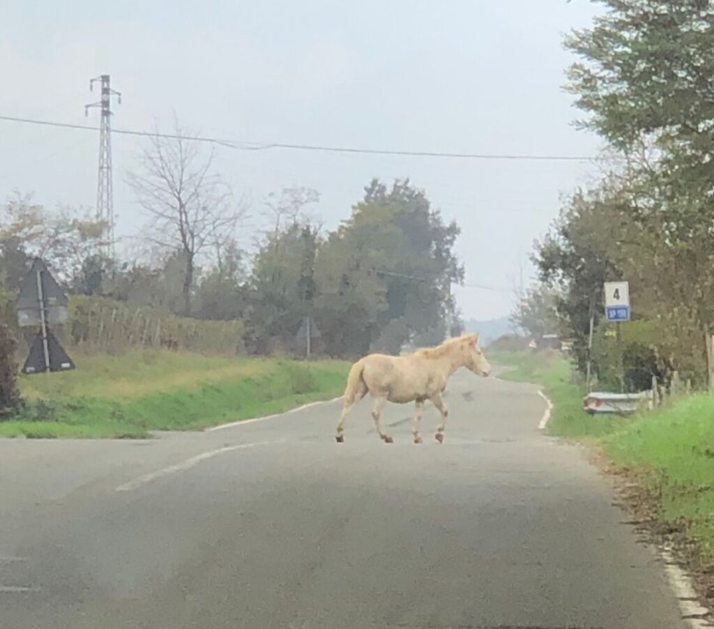 Cavallo Francavilla