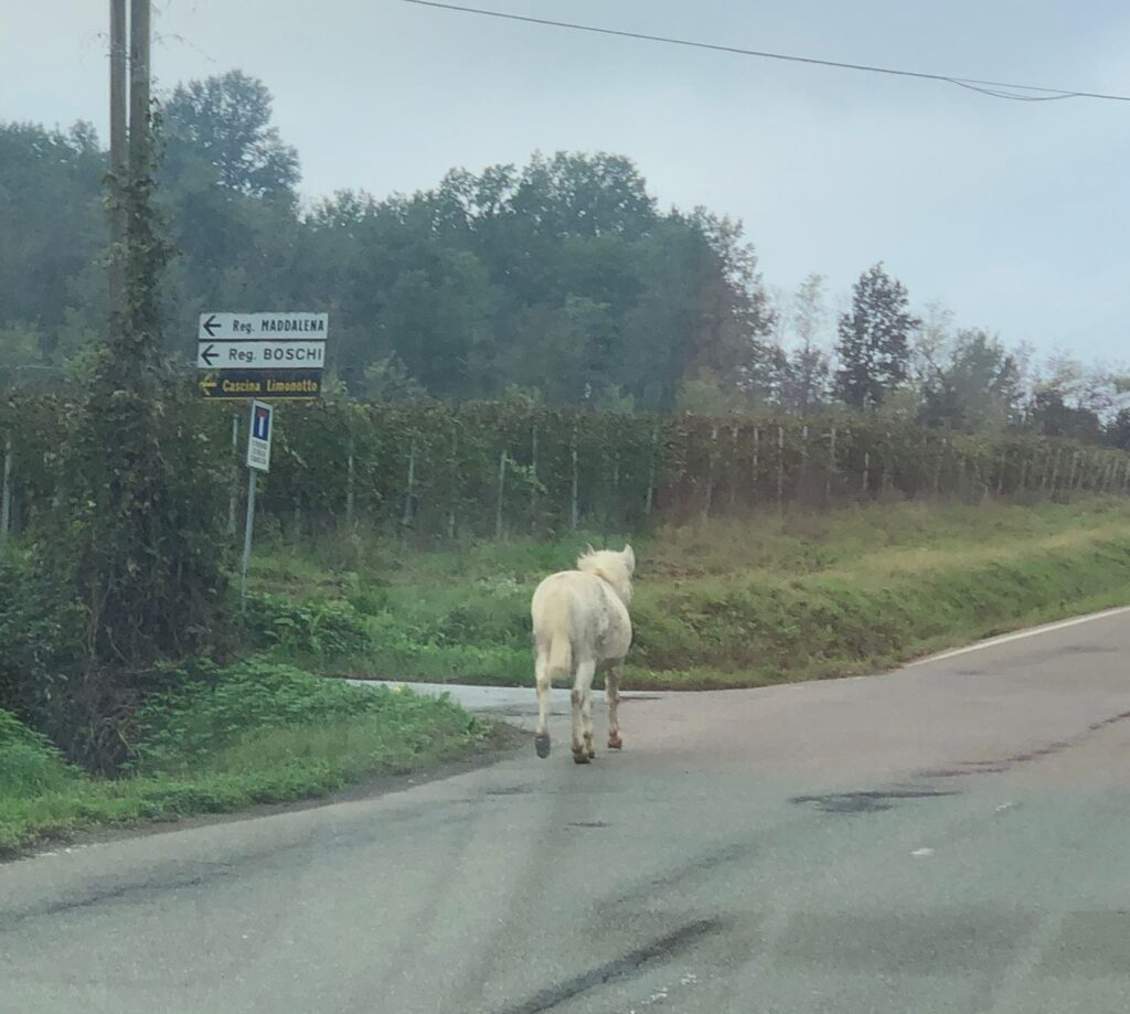 Cavallo Francavilla