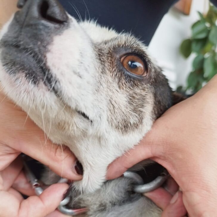 Costretto a vivere con un collare-tortura: cane salvato dalle guardie zoofile Gepa