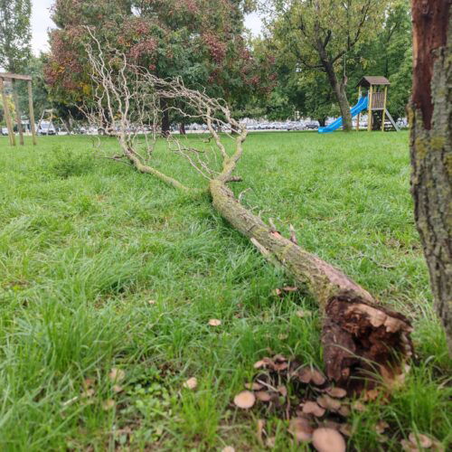 Atto vandalico al parco Deportati Ebrei di Alessandria: sradicato un albero