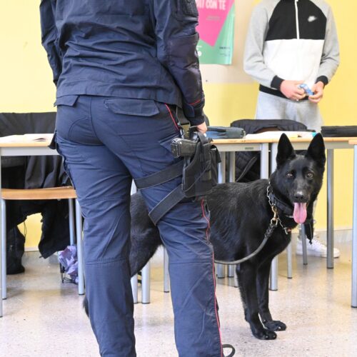 Progetto legalità: i cani Rhum e Berla dei Carabinieri al Liceo Amaldi per contrastare la diffusione delle droghe