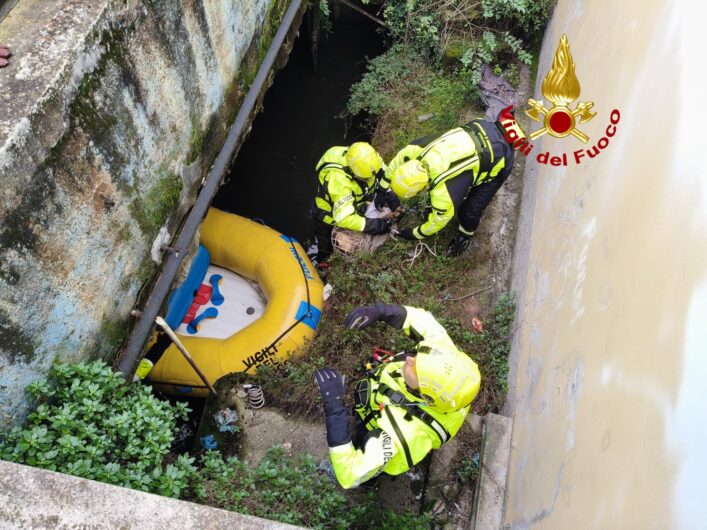 Capriolo bloccato nel Naviglio: l’intervento dei Vigili del Fuoco