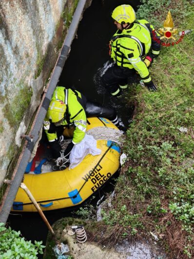 Capriolo bloccato nel Naviglio: l’intervento dei Vigili del Fuoco