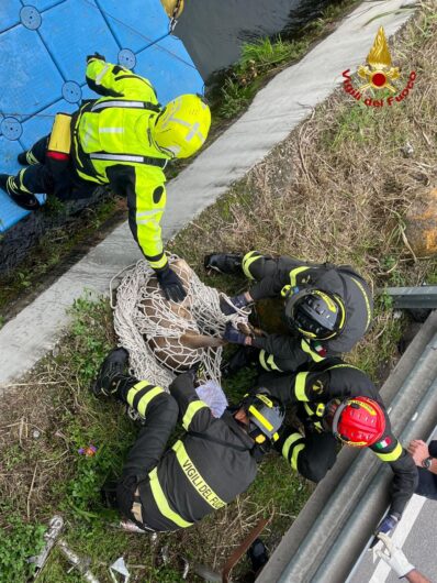 Capriolo bloccato nel Naviglio: l’intervento dei Vigili del Fuoco