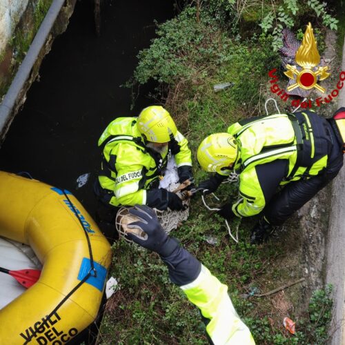 Capriolo bloccato nel Naviglio: l’intervento dei Vigili del Fuoco