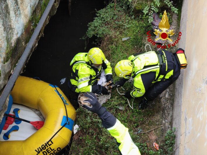 Capriolo bloccato nel Naviglio: l’intervento dei Vigili del Fuoco